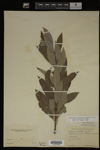 Image Associated With the Occurrence