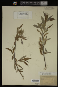 Salix eriocephala image