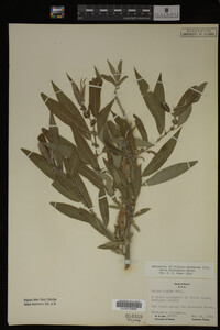 Image Associated With the Occurrence