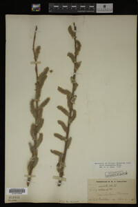 Salix eriocephala image