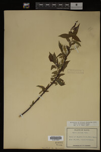 Salix eriocephala image