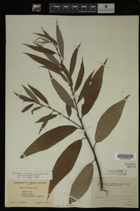 Salix eriocephala image
