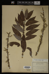 Salix eriocephala image
