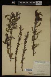 Image Associated With the Occurrence