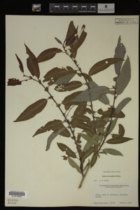 Image Associated With the Occurrence