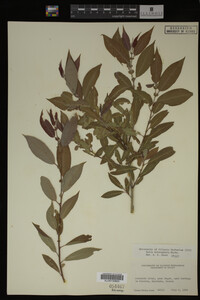 Salix eriocephala image