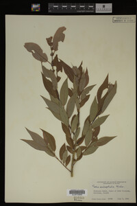 Image Associated With the Occurrence