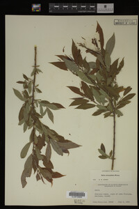 Image Associated With the Occurrence