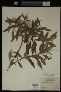 Image Associated With the Occurrence