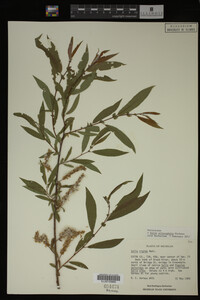Image Associated With the Occurrence