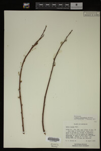 Salix eriocephala image