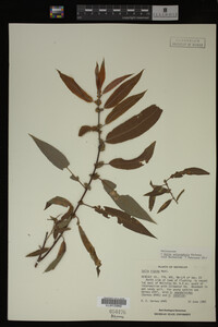 Image Associated With the Occurrence