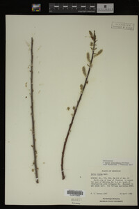 Image Associated With the Occurrence
