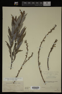 Salix eriocephala image