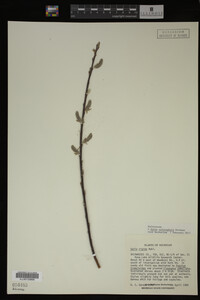 Image Associated With the Occurrence