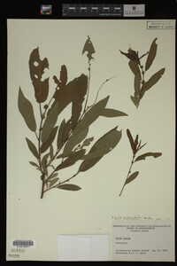 Salix eriocephala image