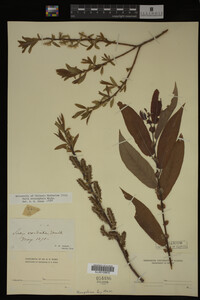 Salix eriocephala image
