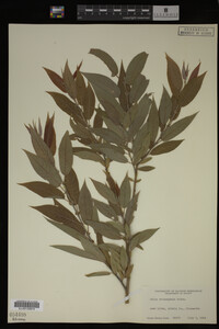 Image Associated With the Occurrence