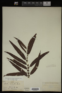 Salix eriocephala image