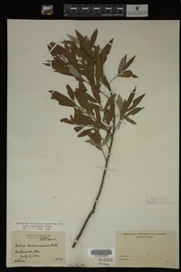 Image Associated With the Occurrence