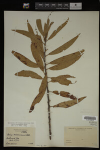 Salix eriocephala image