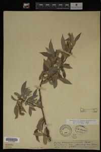 Image Associated With the Occurrence