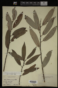 Image Associated With the Occurrence