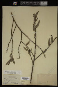 Salix eriocephala image