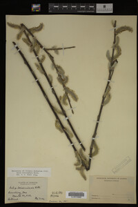 Salix eriocephala image