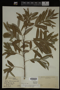 Image Associated With the Occurrence