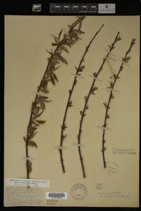 Salix eriocephala image