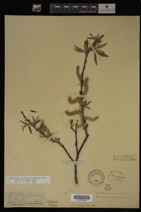 Salix eriocephala image