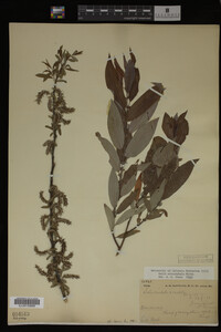 Salix eriocephala image