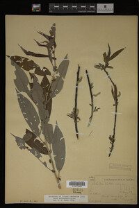 Image Associated With the Occurrence