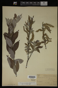 Salix eriocephala image