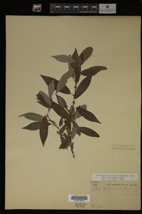 Image Associated With the Occurrence
