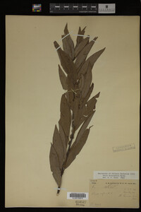 Salix eriocephala image