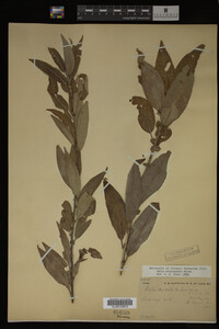Image Associated With the Occurrence
