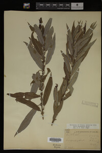 Salix eriocephala image