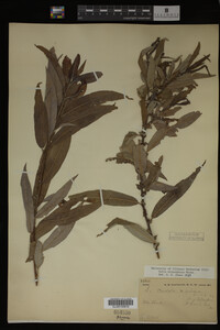 Salix eriocephala image