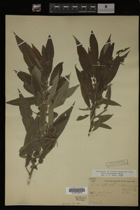 Salix eriocephala image