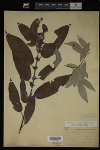 Salix eriocephala image