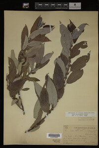 Image Associated With the Occurrence