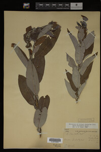 Image Associated With the Occurrence
