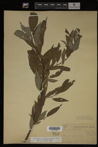Image Associated With the Occurrence