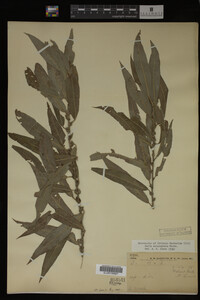 Salix eriocephala image