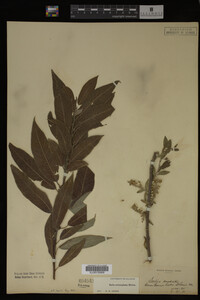 Image Associated With the Occurrence