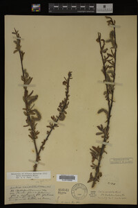 Salix eriocephala image