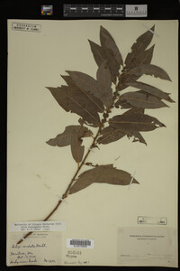 Image Associated With the Occurrence