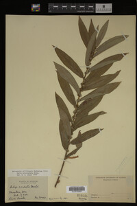Image Associated With the Occurrence